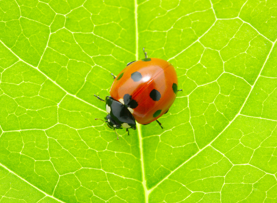 Le simmetrie, tutte intorno a noi