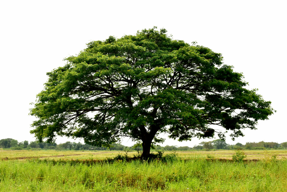 I grafi ad albero: impariamo a costruirli!